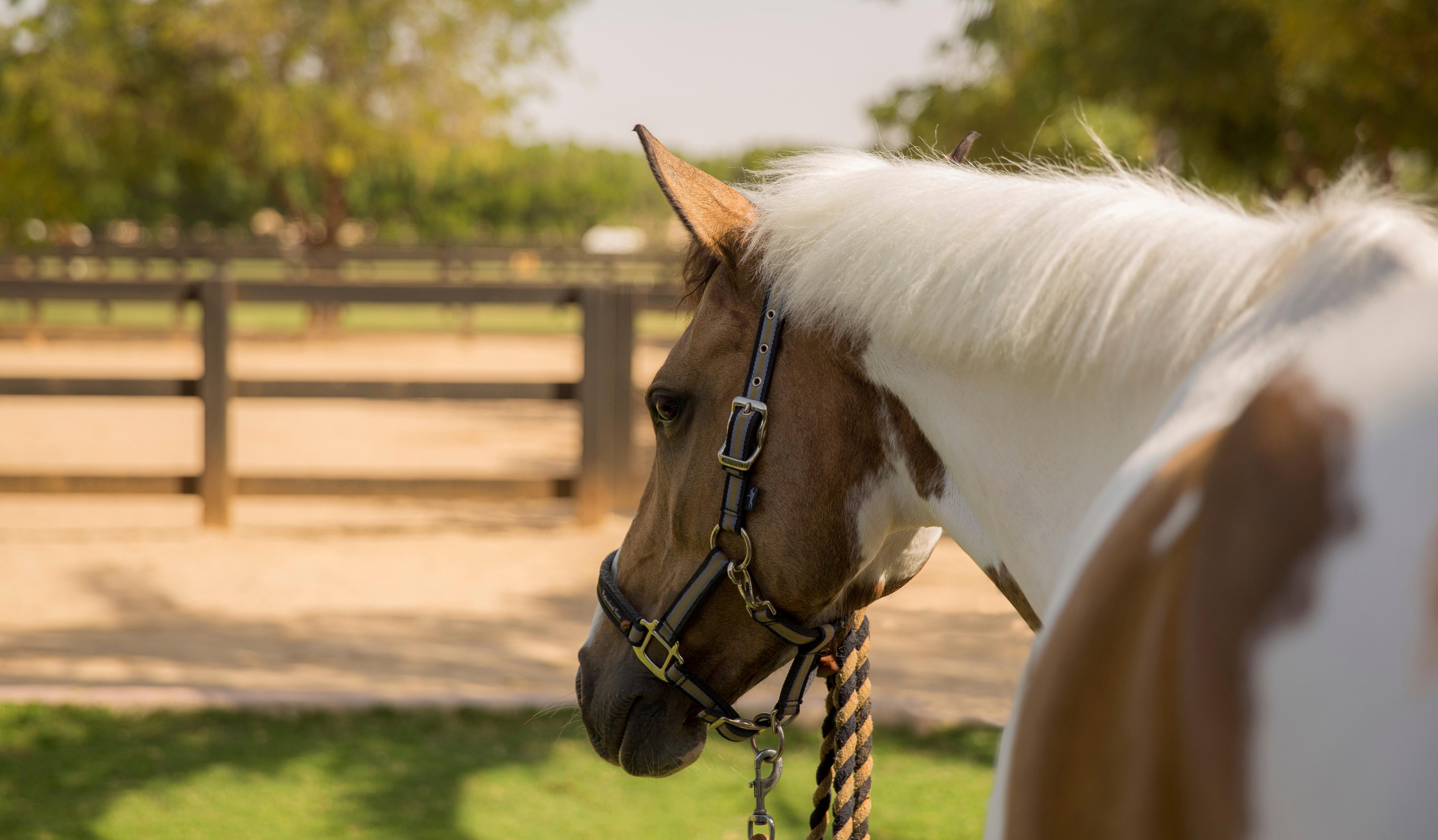 Melia Desert Palm Member Of Melia Collection Dubai Eksteriør billede A horse wearing a snaffle bridle
