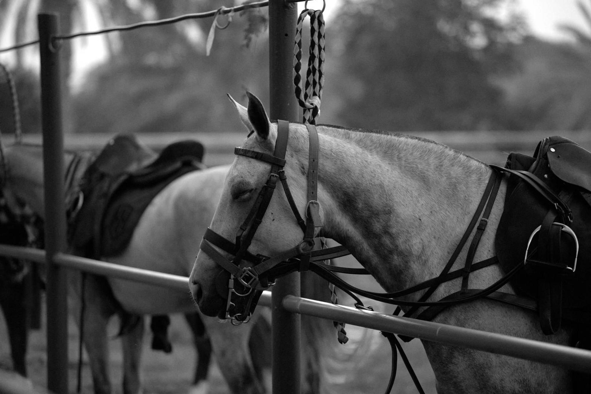 Melia Desert Palm Member Of Melia Collection Dubai Eksteriør billede A horse wearing an English bridle